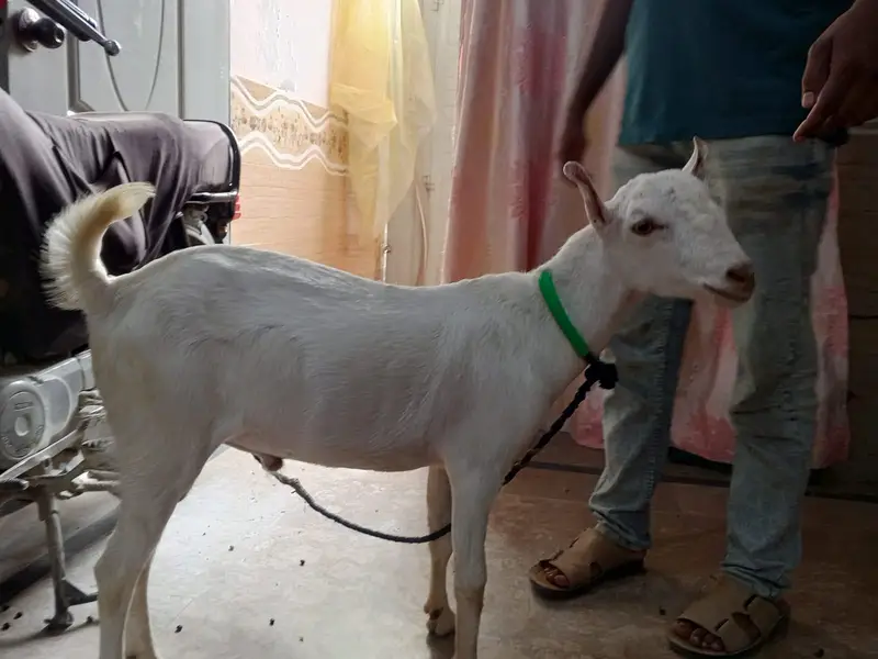 I sale my goat both pyari chez ha