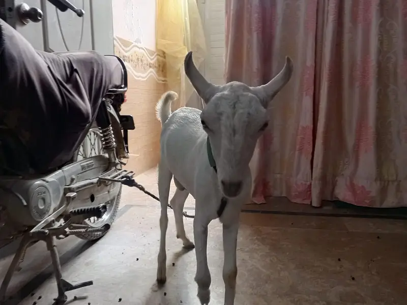 I sale my goat both pyari chez ha — photo 2