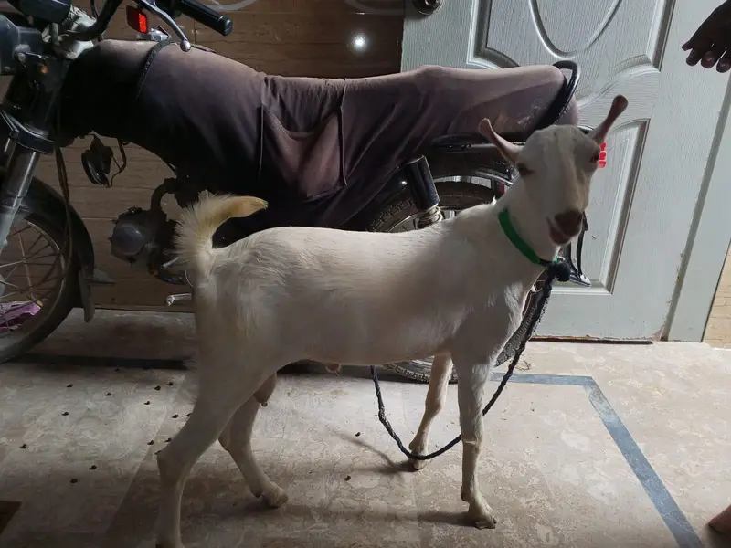 I sale my goat both pyari chez ha — photo 3