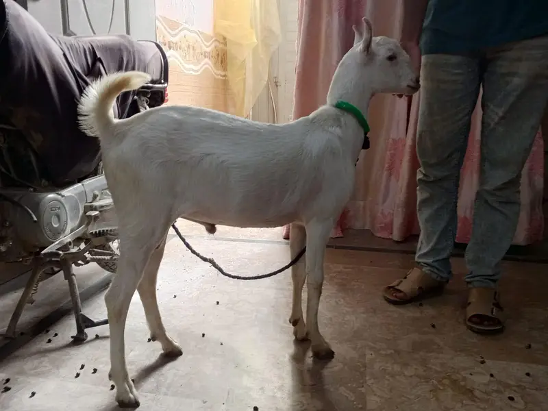 I sale my goat both pyari chez ha — photo 5
