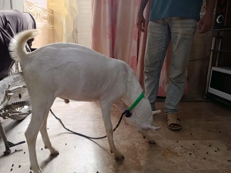 I sale my goat both pyari chez ha — photo 6