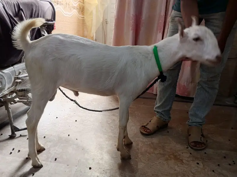 I sale my goat both pyari chez ha — photo 7