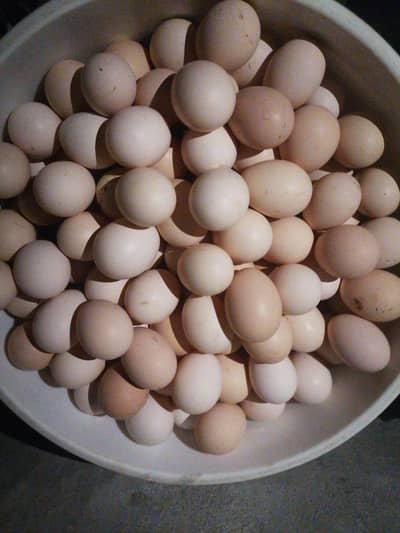 fresh desi eggs. Daily 5 dozan maximum 70 egg available rawat kallar