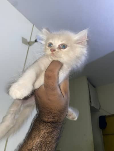 4kittens for sale