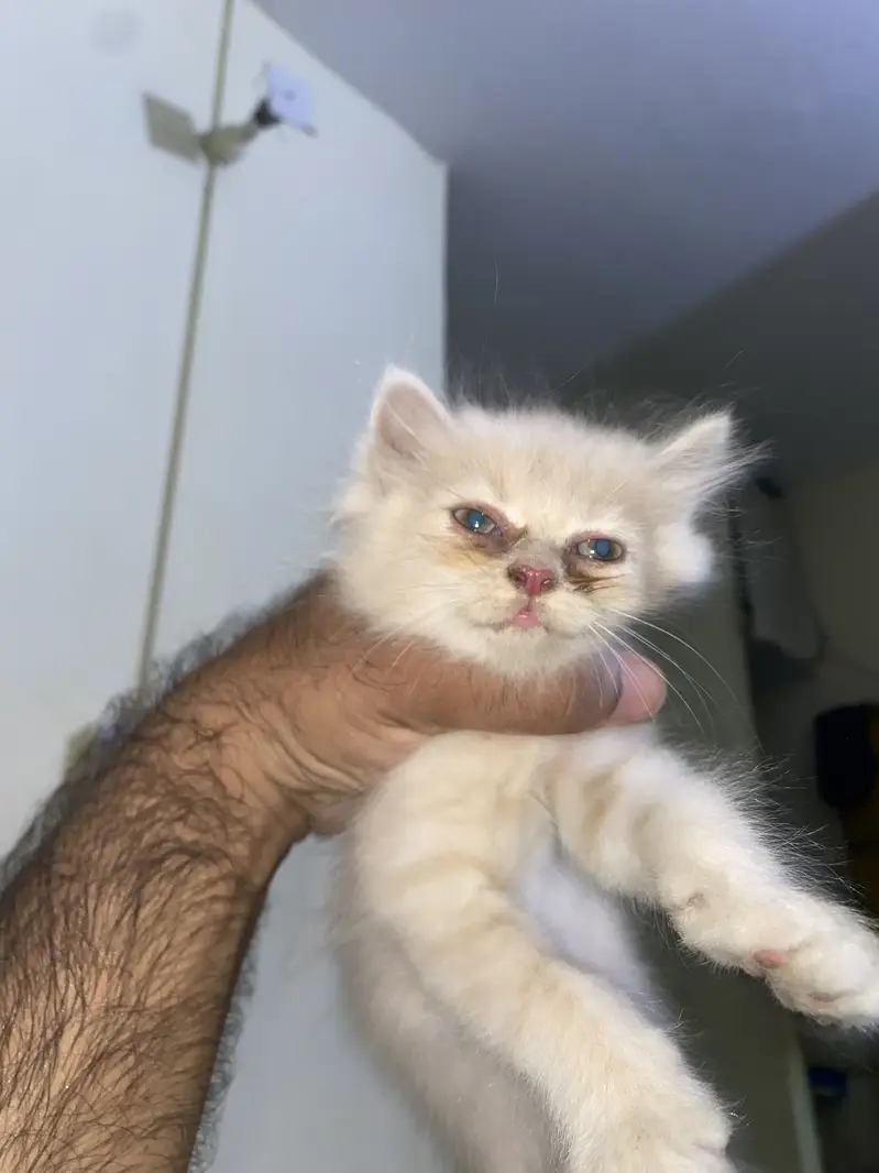 4kittens for sale — photo 2
