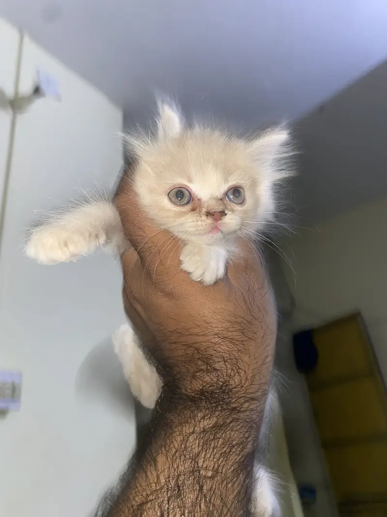 4kittens for sale — photo 3
