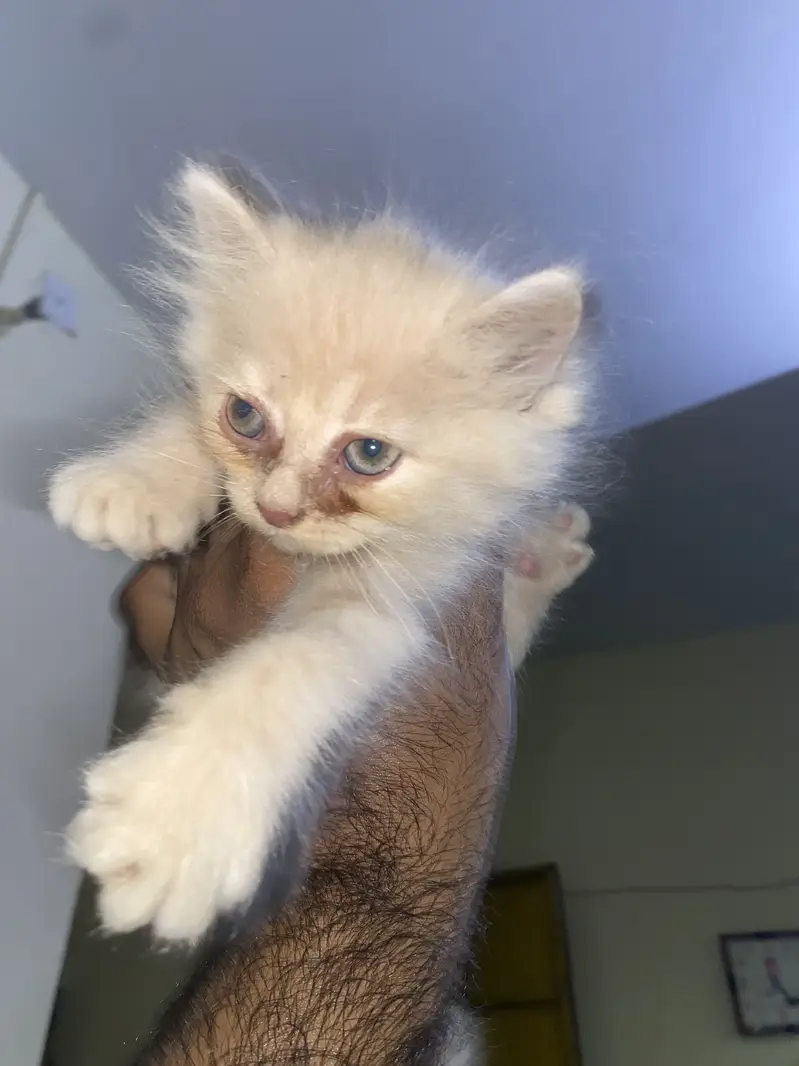 4kittens for sale — photo 4