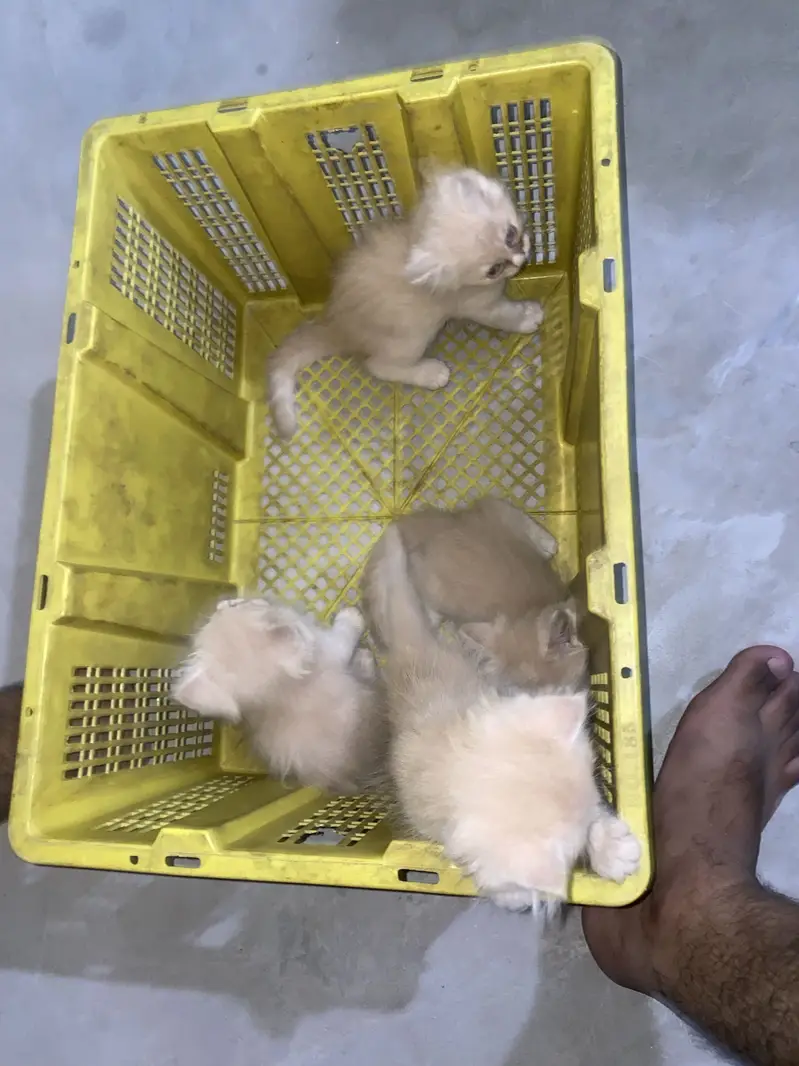 4kittens for sale — photo 5