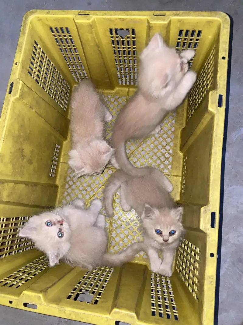 4kittens for sale — photo 6