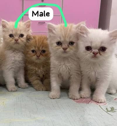 Persian punch face and piki face kittens for sale
