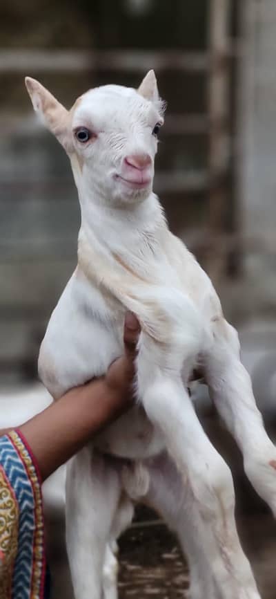 ABlack Teddy Male Available