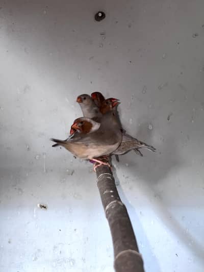  Beautiful Finch Birds for Sale – Healthy & Active 