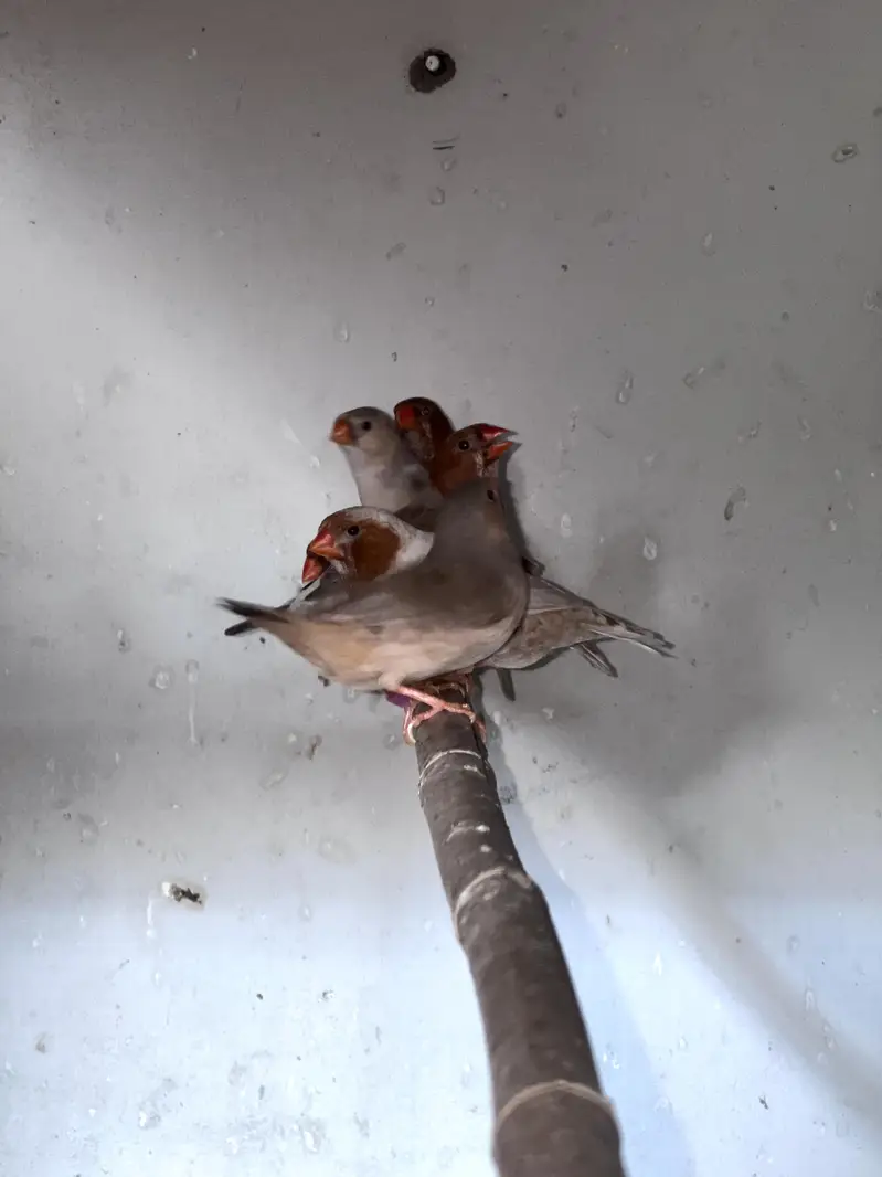 Beautiful Finch Birds for Sale – Healthy & Active
