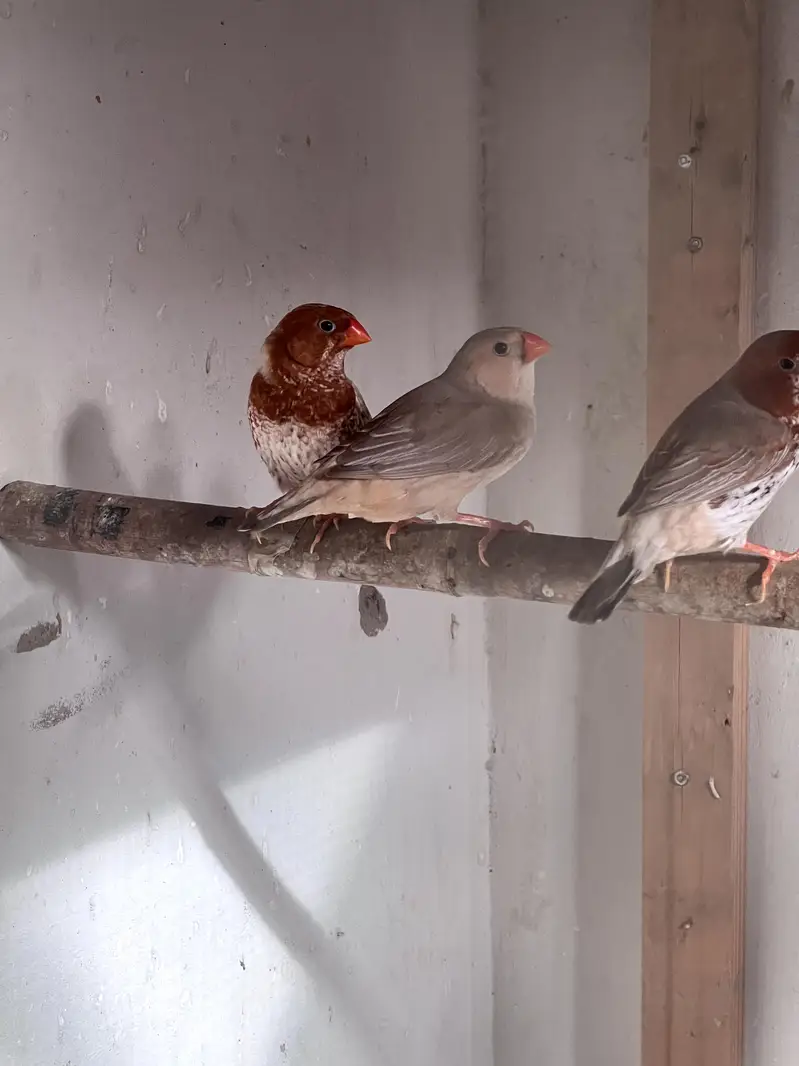 Beautiful Finch Birds for Sale – Healthy & Active — photo 2