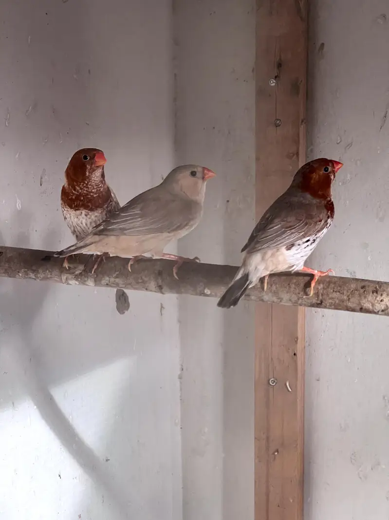 Beautiful Finch Birds for Sale – Healthy & Active — photo 3