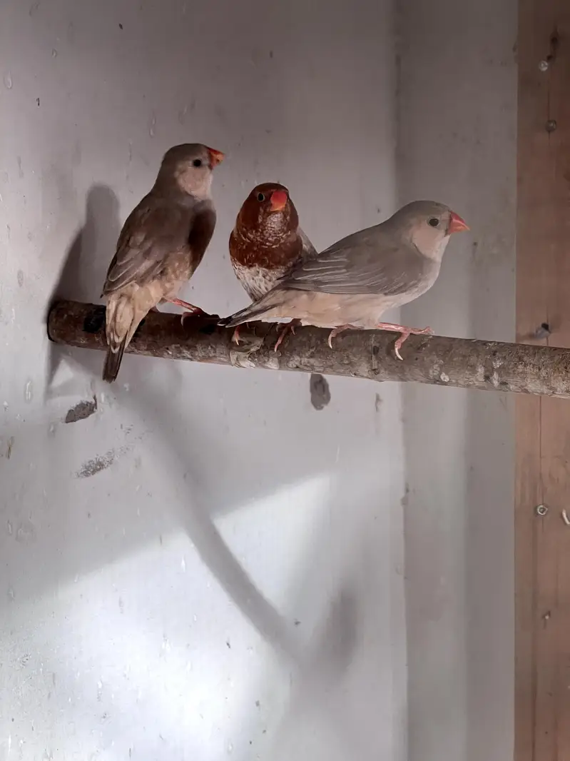 Beautiful Finch Birds for Sale – Healthy & Active — photo 4