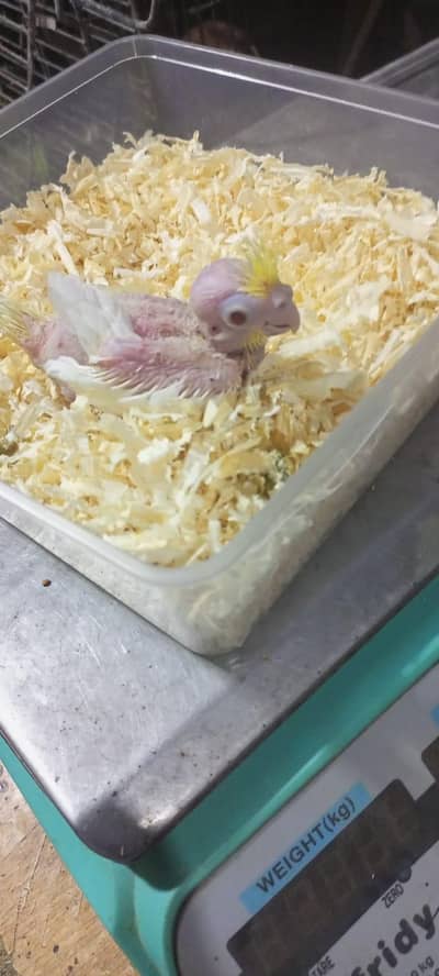 cocktail coman red eyes chick