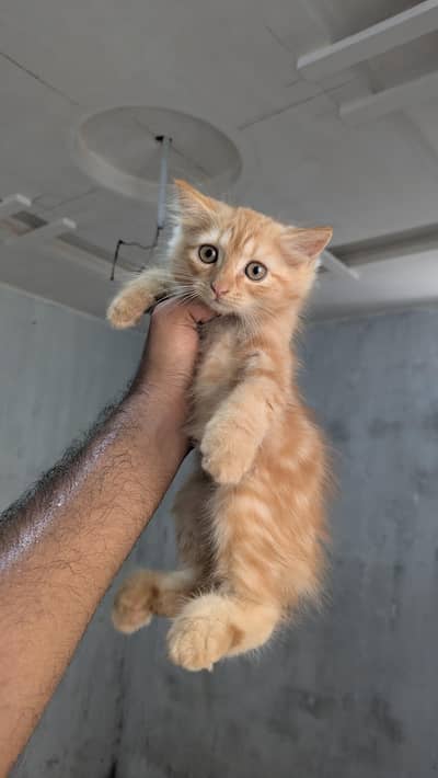 Ginger Male Persian kitten