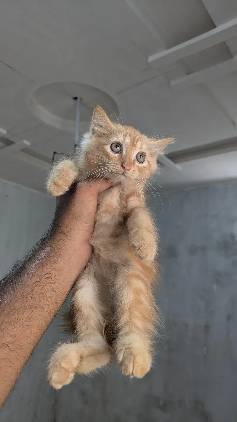 Ginger Male Persian kitten — photo 2