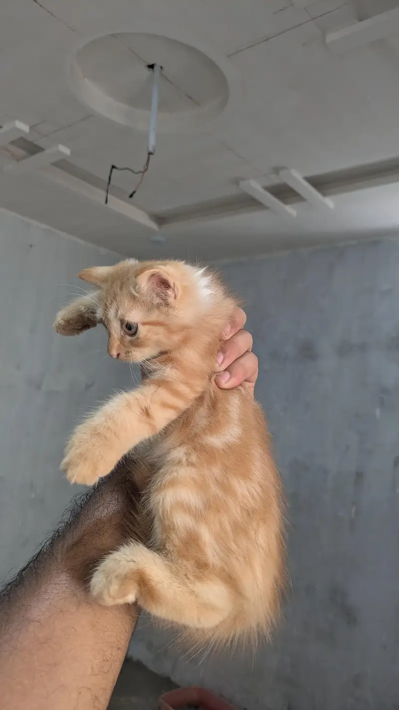 Ginger Male Persian kitten — photo 3