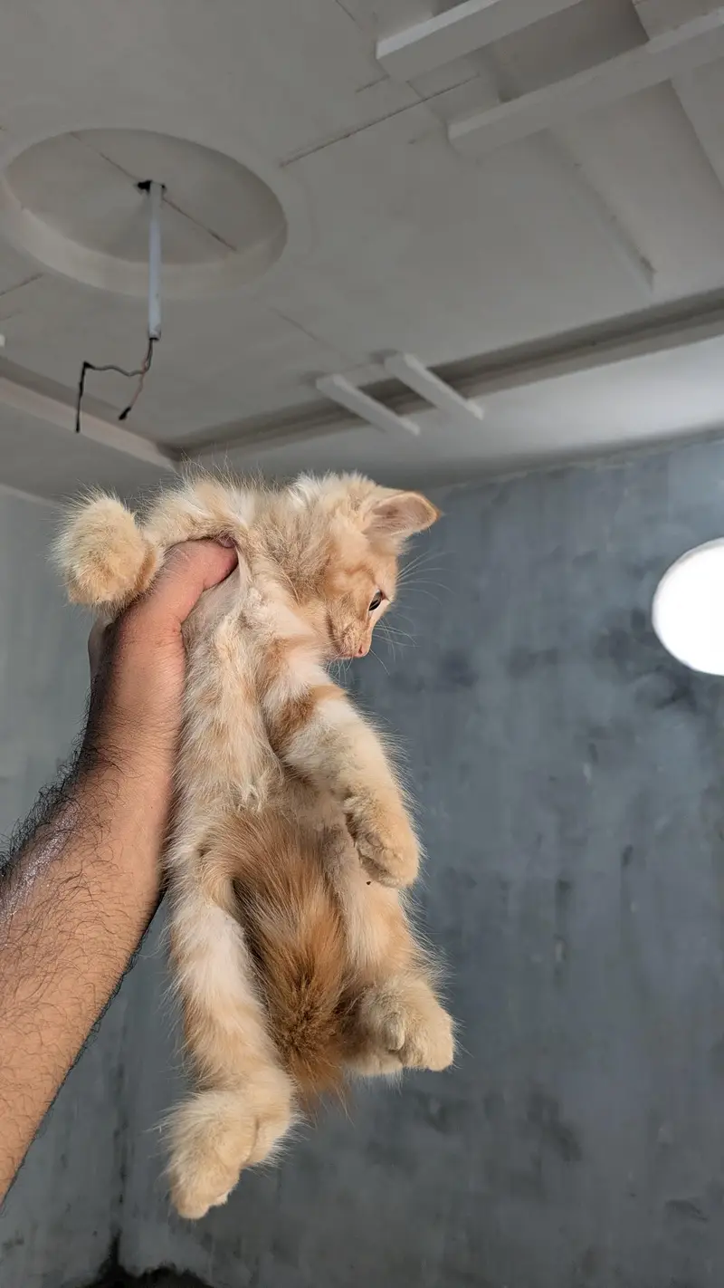 Ginger Male Persian kitten — photo 4