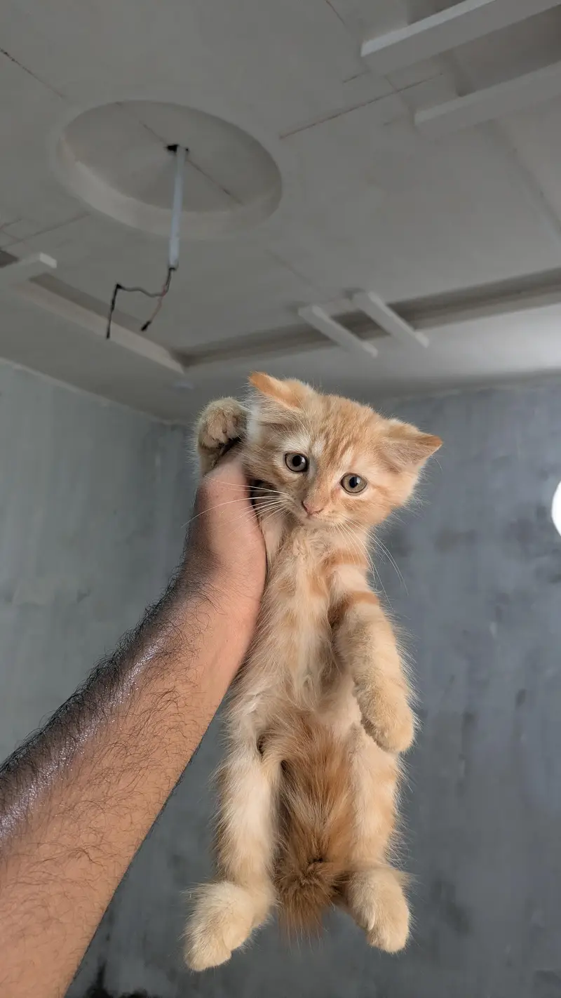 Ginger Male Persian kitten — photo 5