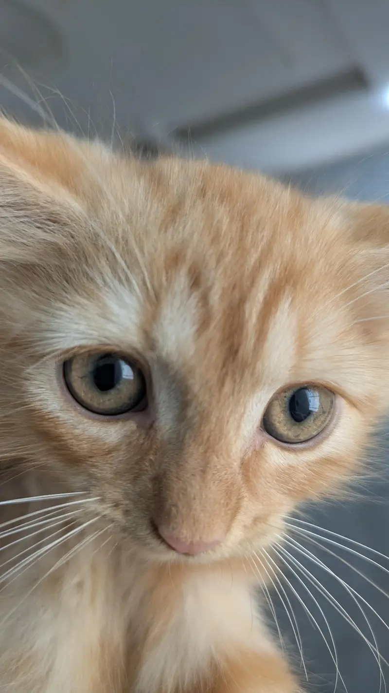 Ginger Male Persian kitten — photo 6