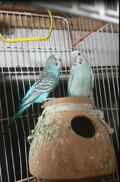 DEAL - 2 males 1 female budgie - 2 cages — photo 2