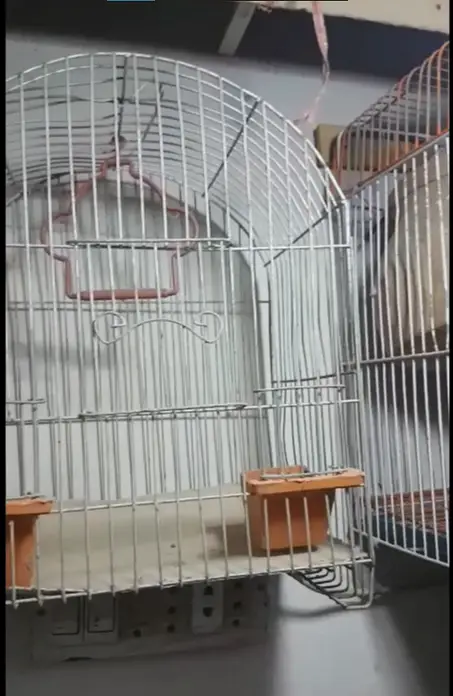 DEAL - 2 males 1 female budgie - 2 cages — photo 4