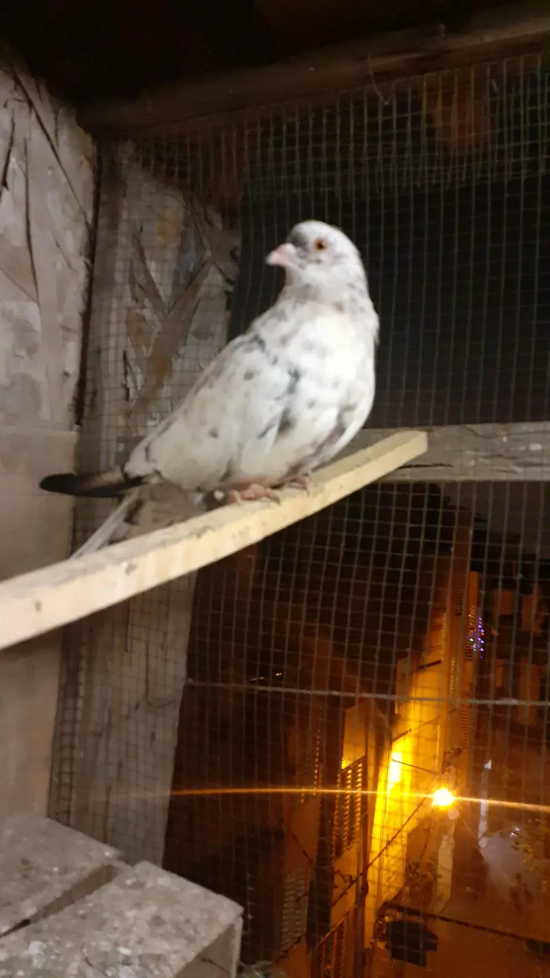 patti wali cheeni mada — photo 3