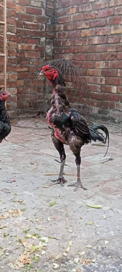 aseel thai male available Lahore bredar