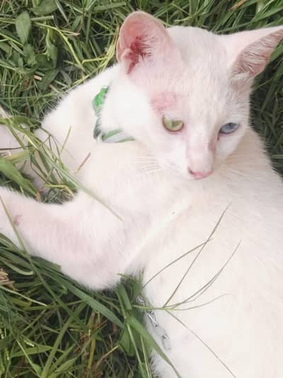 Beautiful white odd-eyed cat 