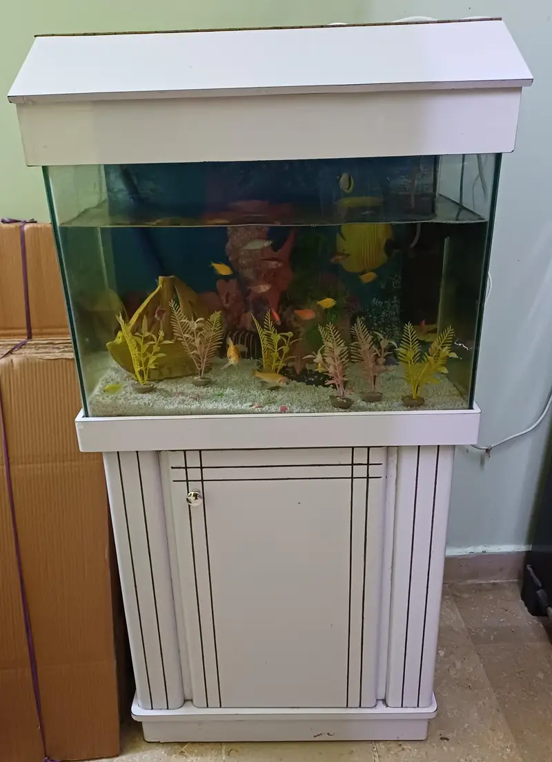Fish Aquarium