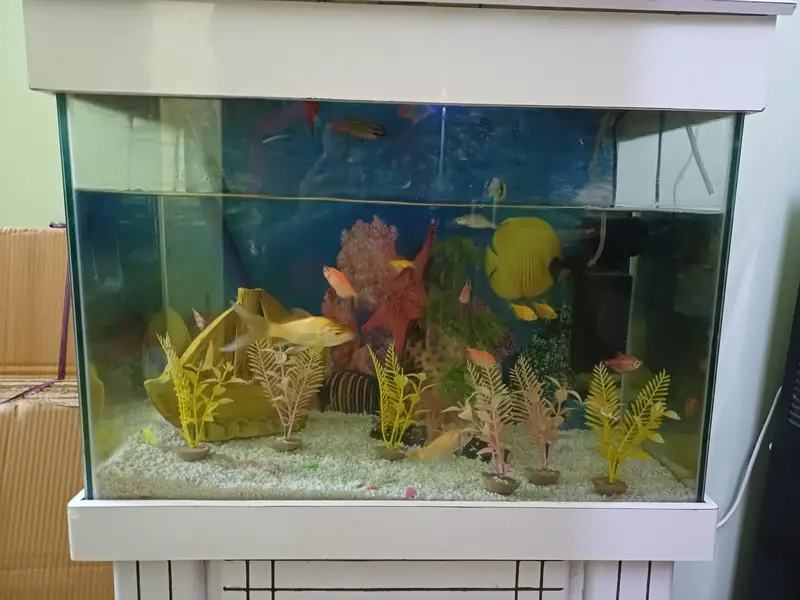 Fish Aquarium — photo 3
