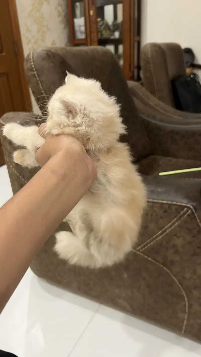 Persian kitten — photo 2