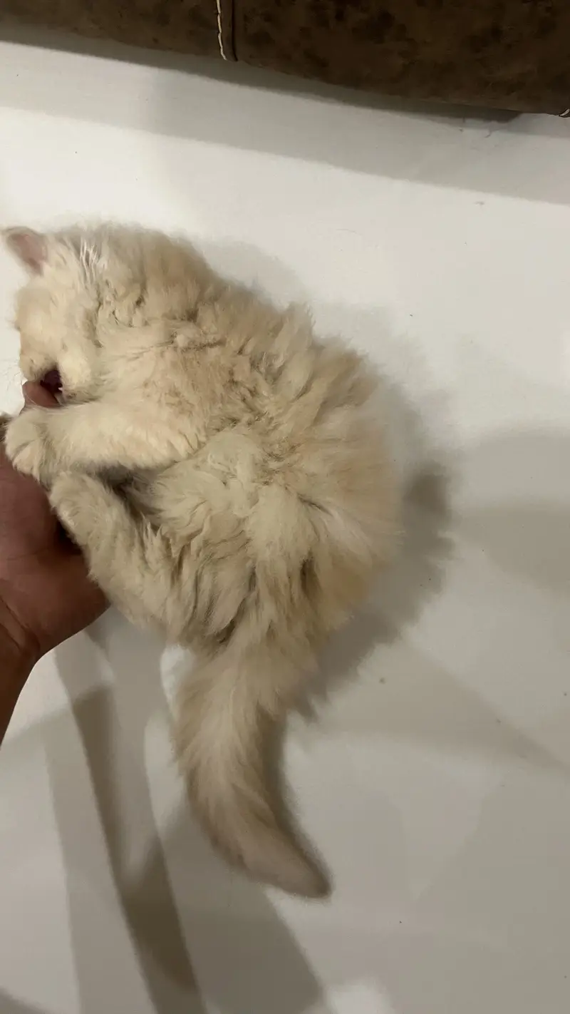 Persian kitten — photo 3