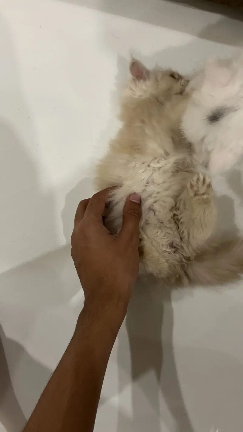 Persian kitten — photo 4