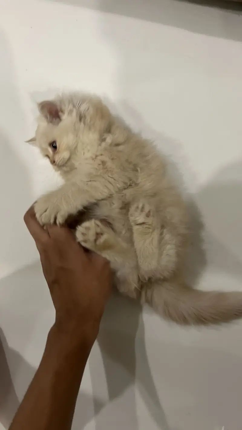 Persian kitten — photo 5