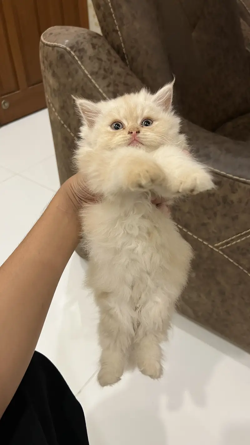 Persian kitten — photo 6
