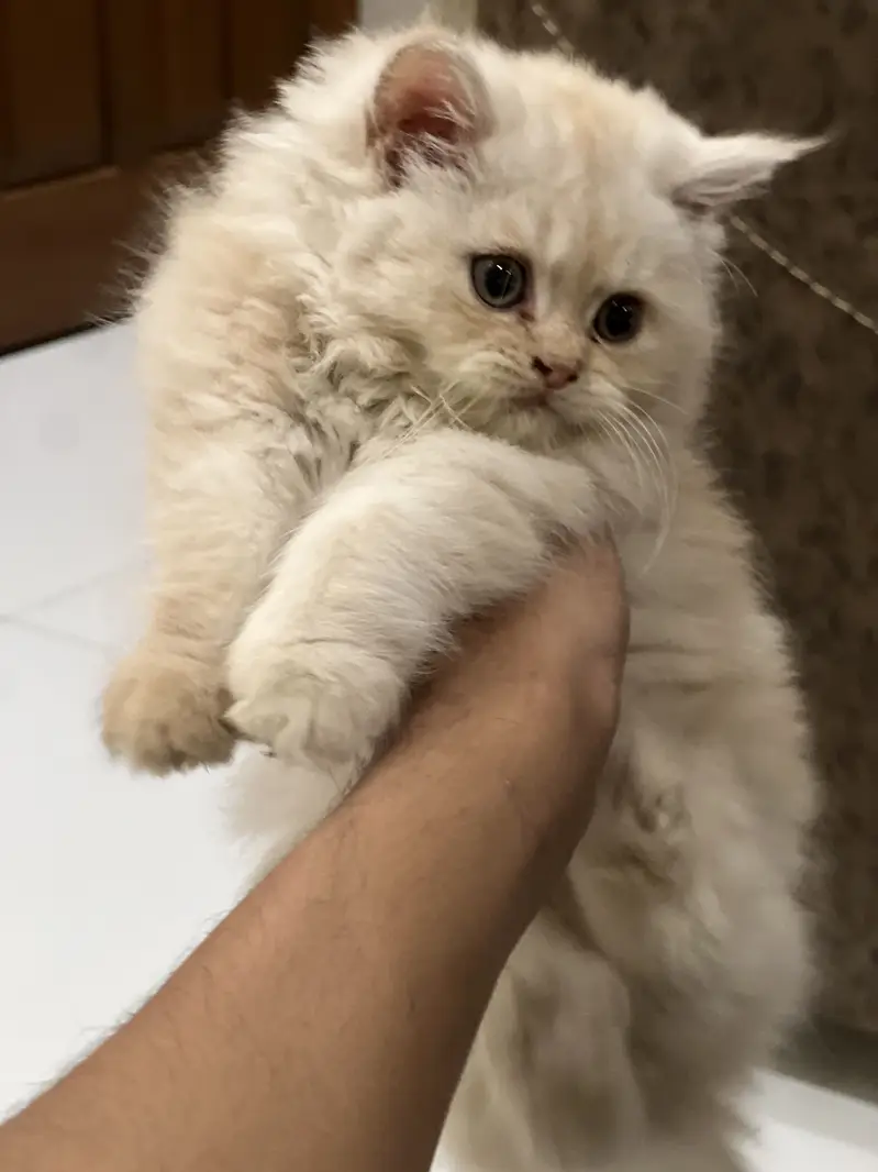 Persian kitten — photo 7