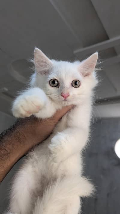 Male Persian kitten