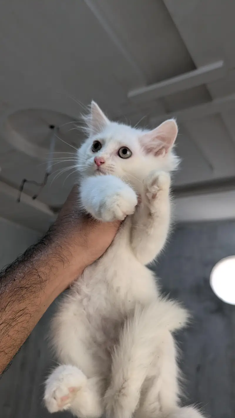 Male Persian kitten — photo 2