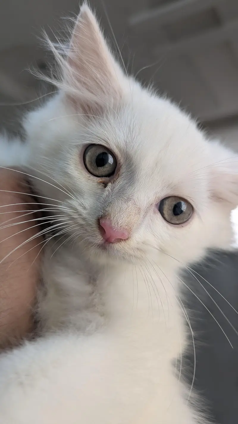 Male Persian kitten — photo 3