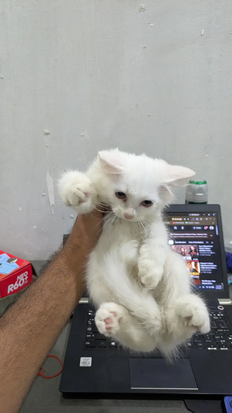 Male Persian kitten — photo 4