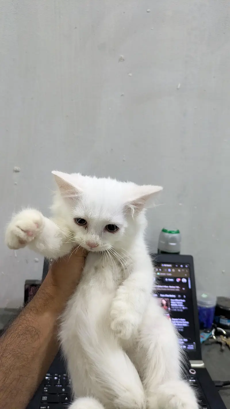 Male Persian kitten — photo 5