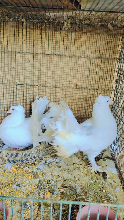 Lakka / Fantail breeder pair
