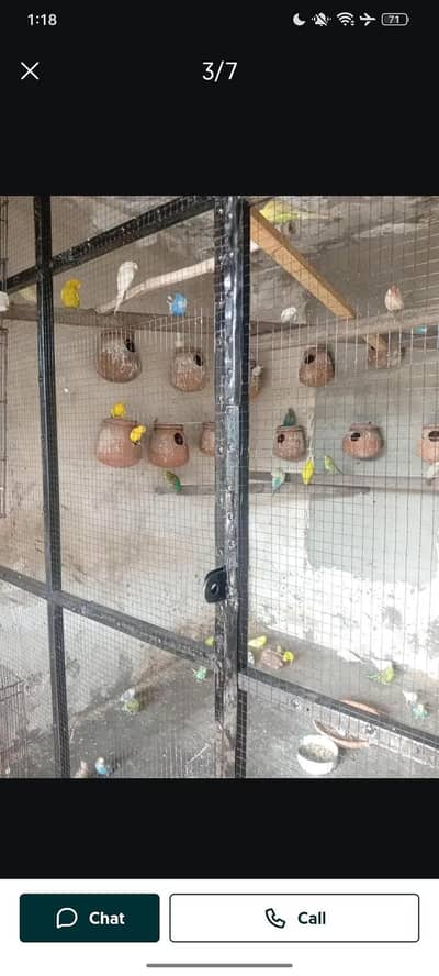 Australian budgies