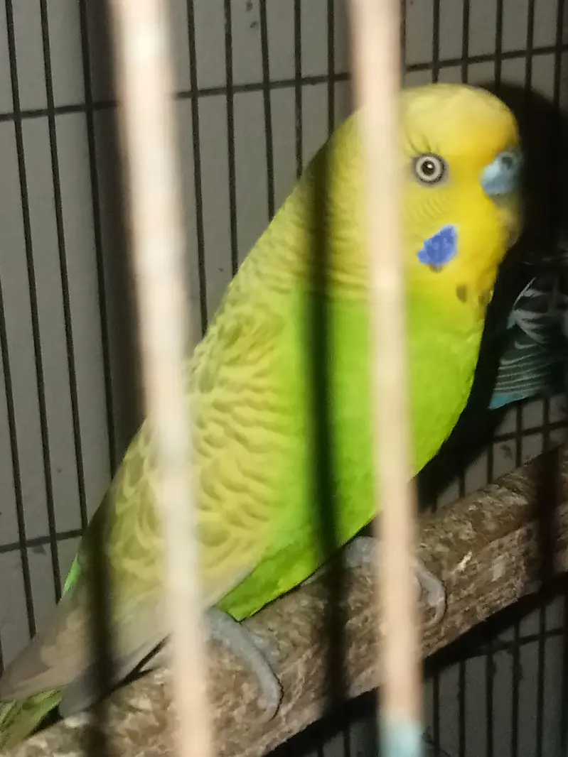 Australian budgies — photo 2
