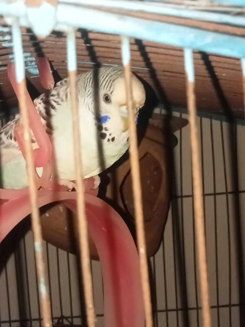 Australian budgies — photo 3