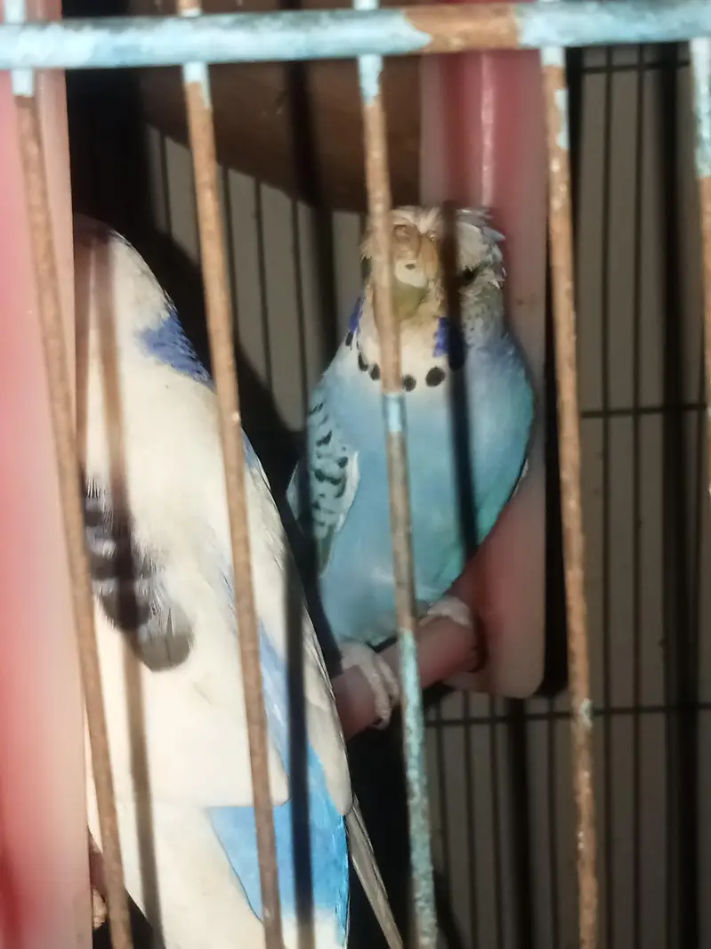 Australian budgies — photo 4